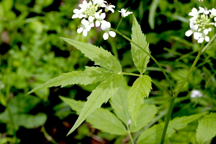 コンロンソウの葉