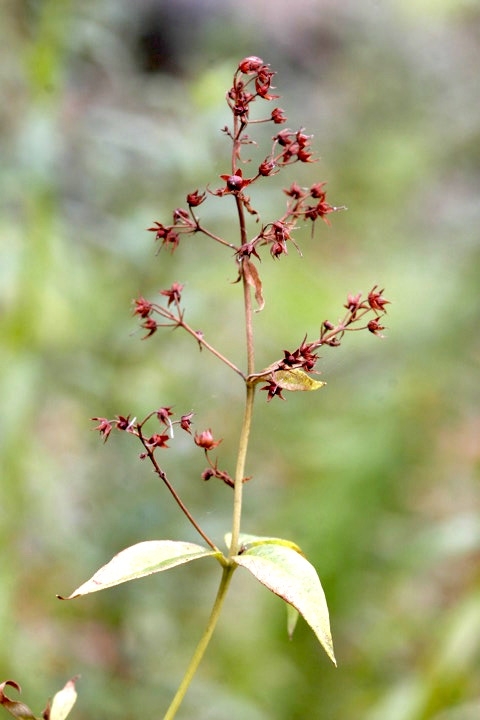 クサレダマの実