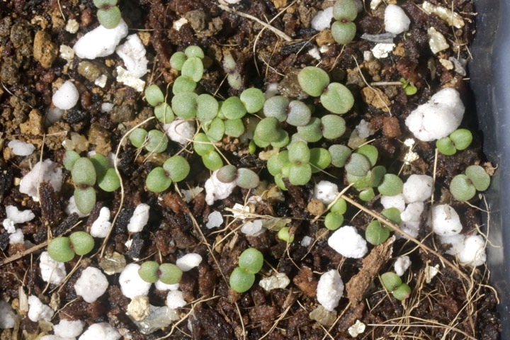 シュウメイギクの発芽