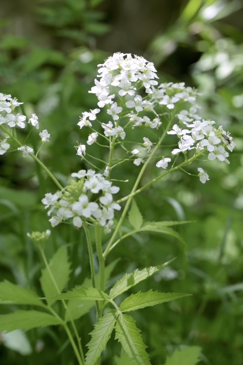 コンロンソウの花