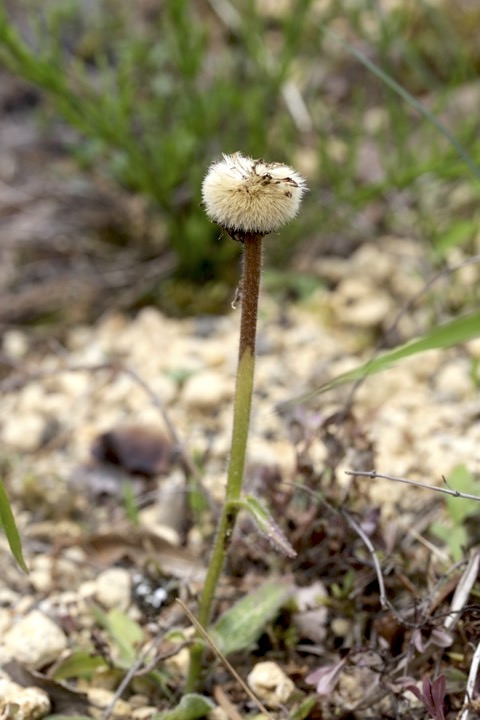 アズマギクの実
