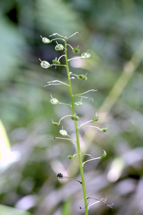 オサバグサの実