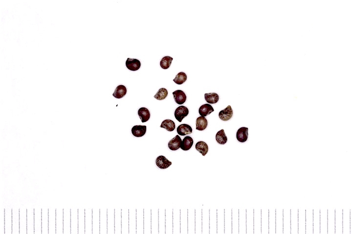 オサバグサの種