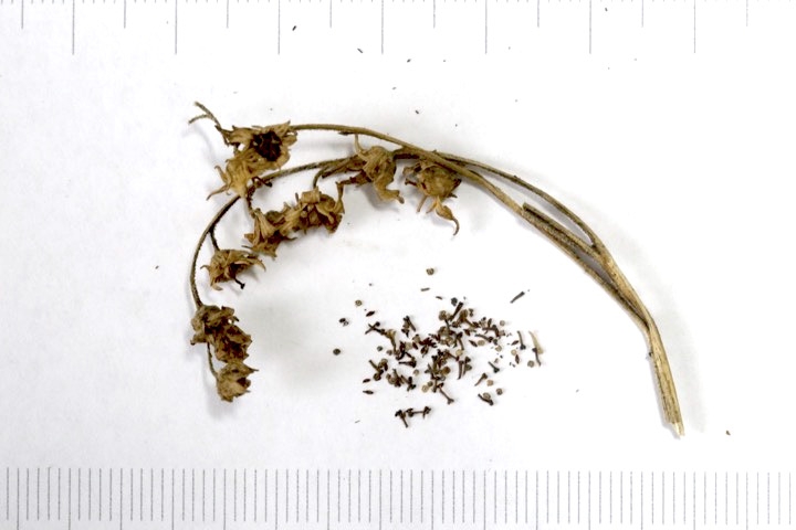 イワヤツデの種