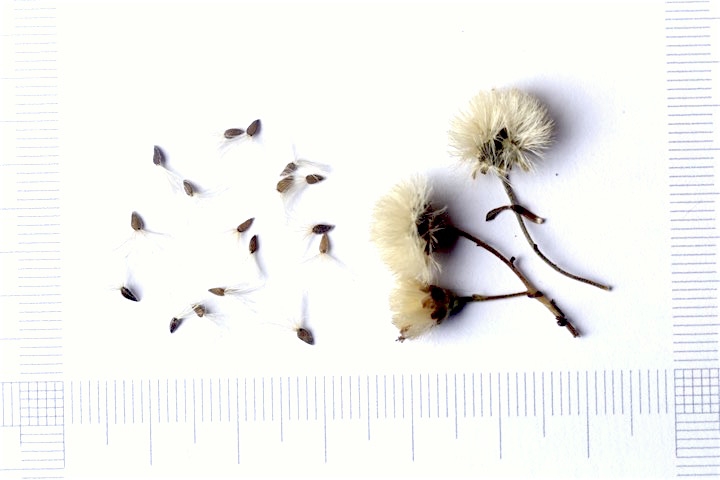 シロヨメナの実と種