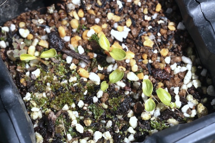 オサバグサの発芽