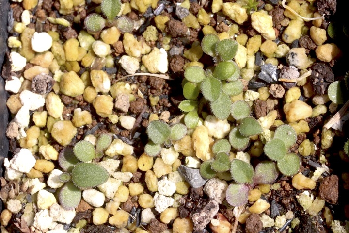 シロヨメナの発芽