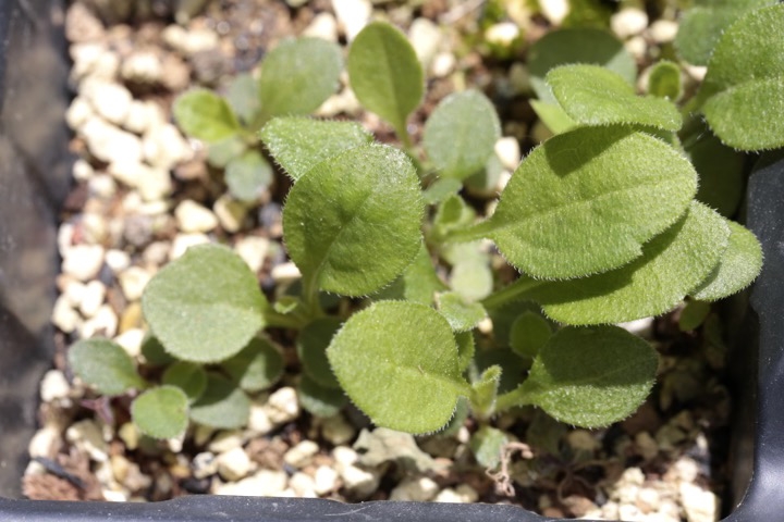 シロヨメナの発芽