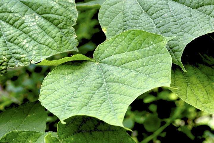 ウリノキの葉