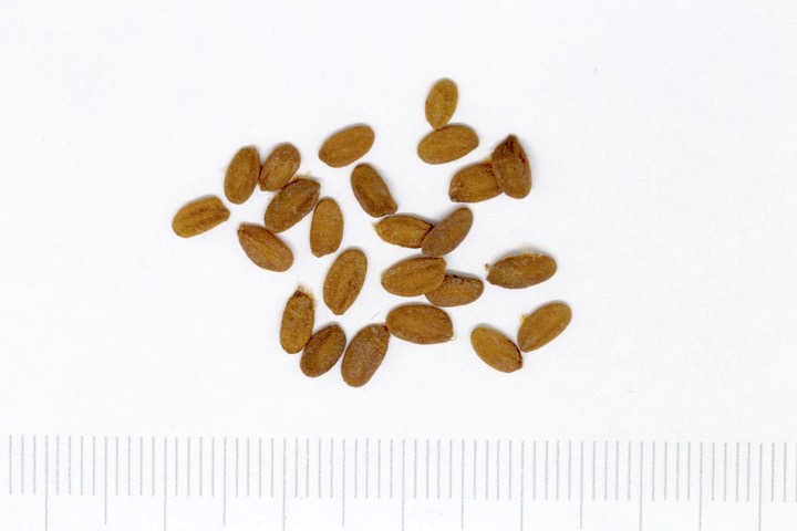 ウグイスカグラの種