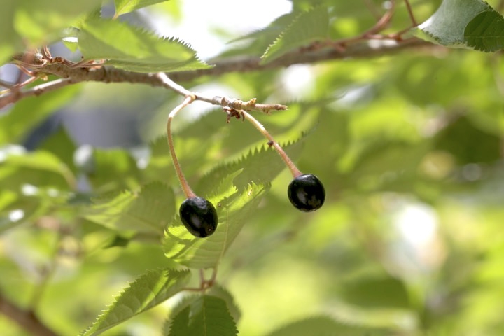 シキザクラの実