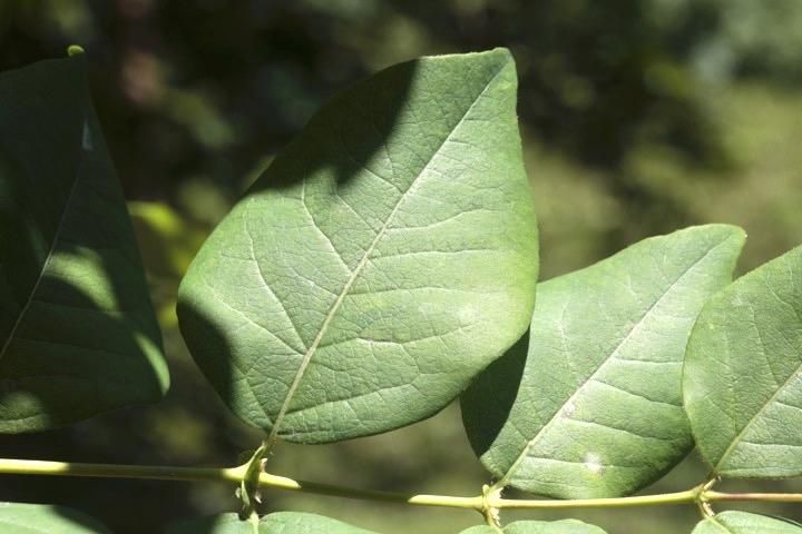 ウグイスカグラの葉