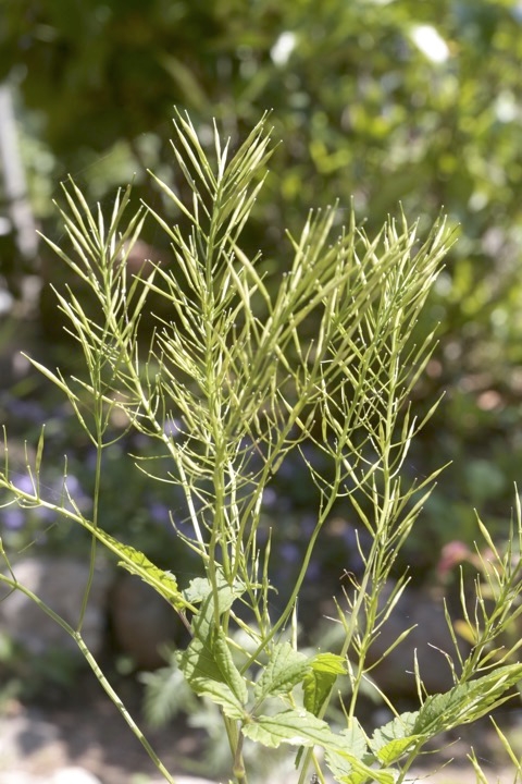 コンロンソウの実