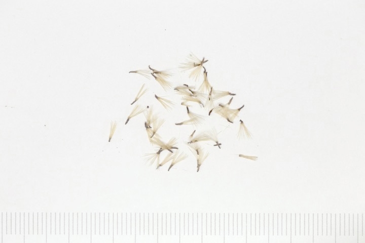 アズマギクの種