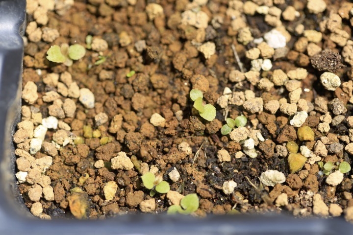 イワヤツデの発芽