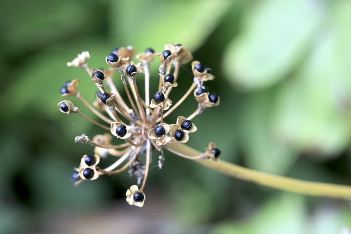 ギョウジャニンニクの実