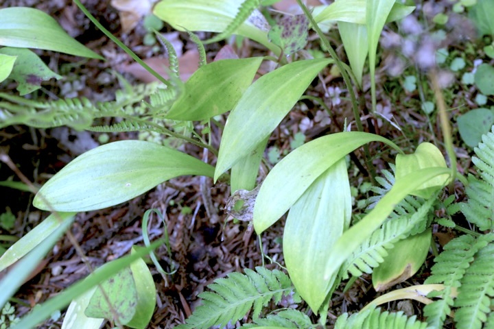 ギョウジャニンニクの葉