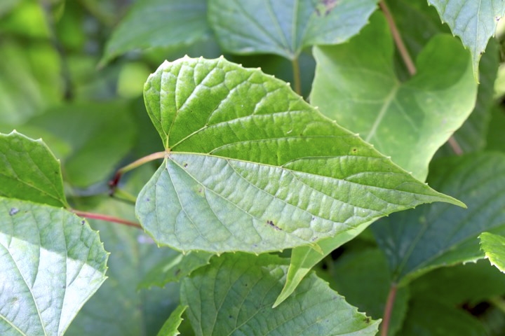 サンカクヅルの葉