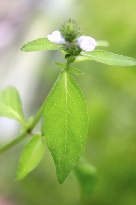 キツネノマゴの葉