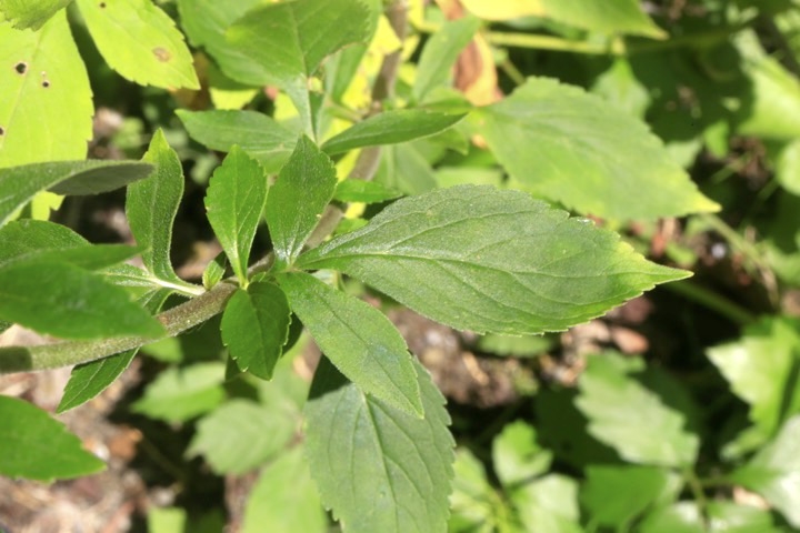 オトコエシの葉