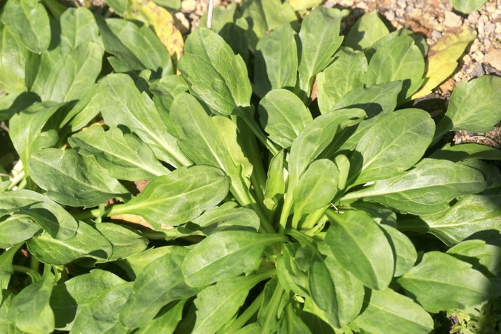 アズマギクの葉