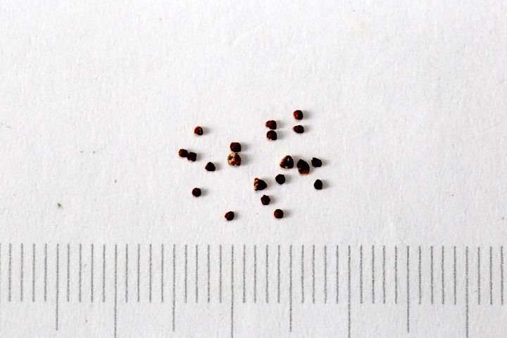 クサレダマの種