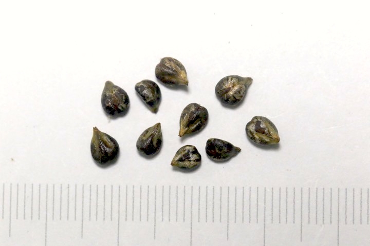 サンカクヅルの種