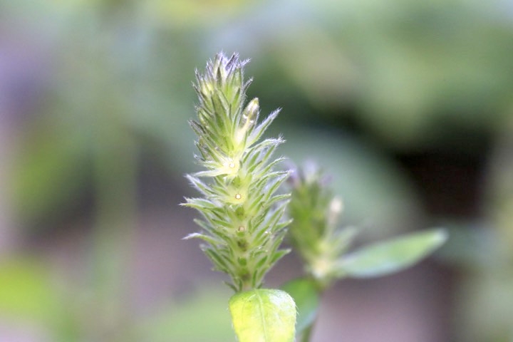 キツネノマゴの実