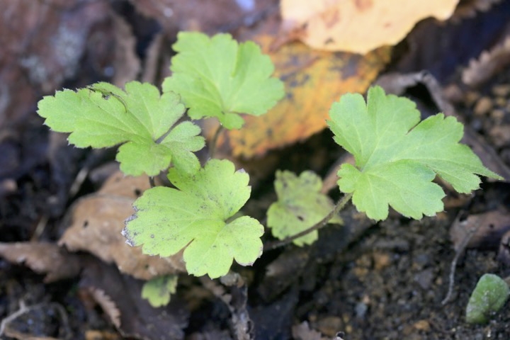 シュウメイギクの発芽