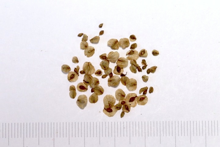 オトコエシの種