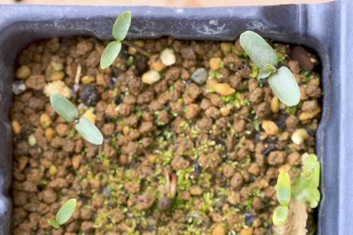 ウグイスカグラの発芽