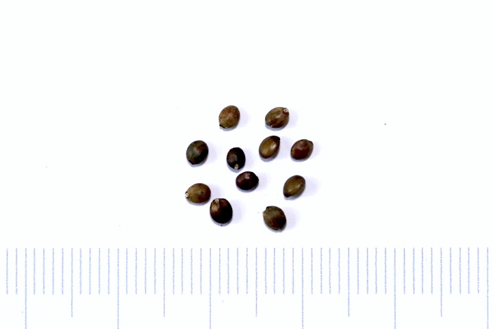 キバナアキギリの種