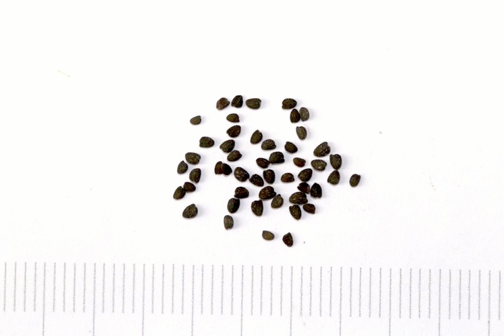 キツネノマゴの種