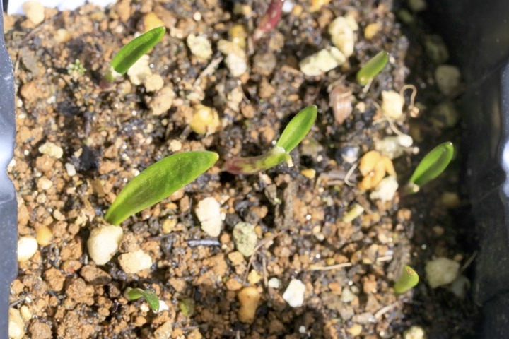 ギョウジャニンニクの発芽