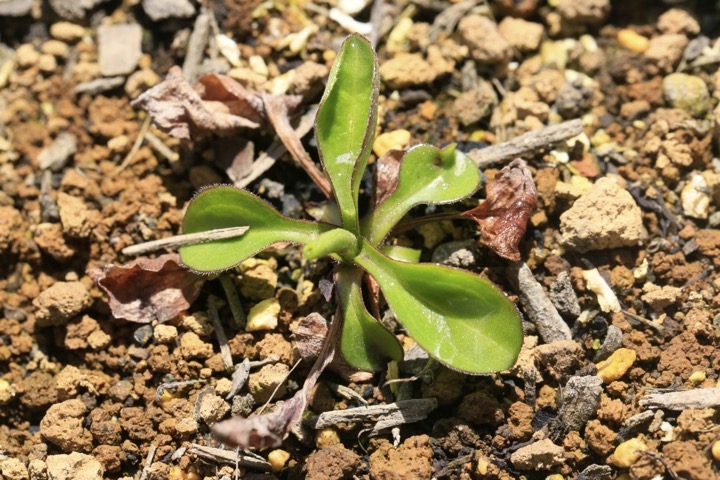 アズマギクの芽生え