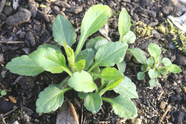 シロヨメナの芽生え
