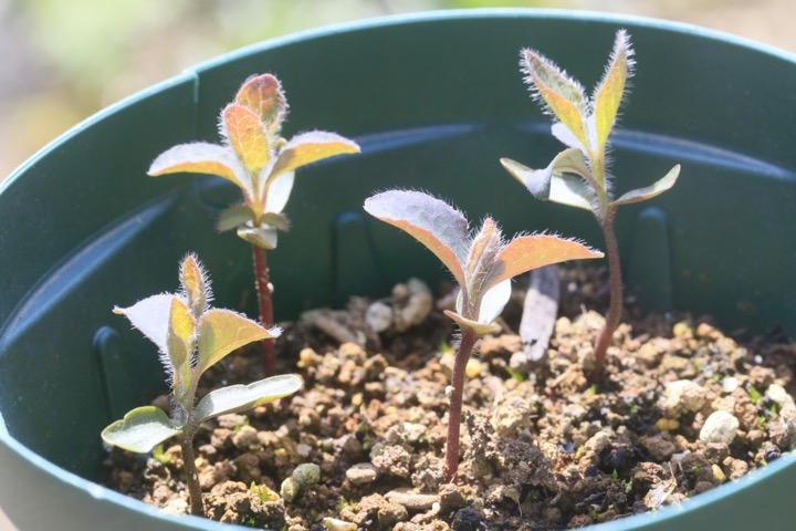 ２年目のウグイスカグラ