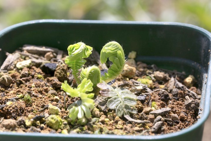オサバグサの芽生え