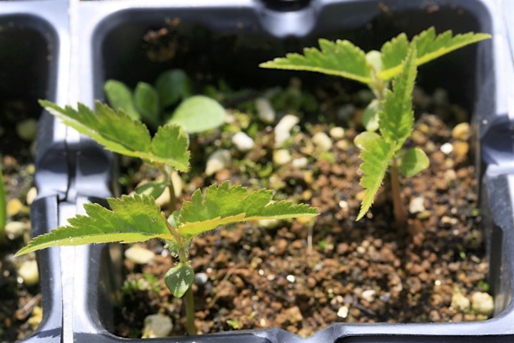 シキザクラの発芽