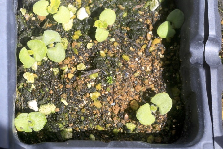 キバナアキギリの発芽