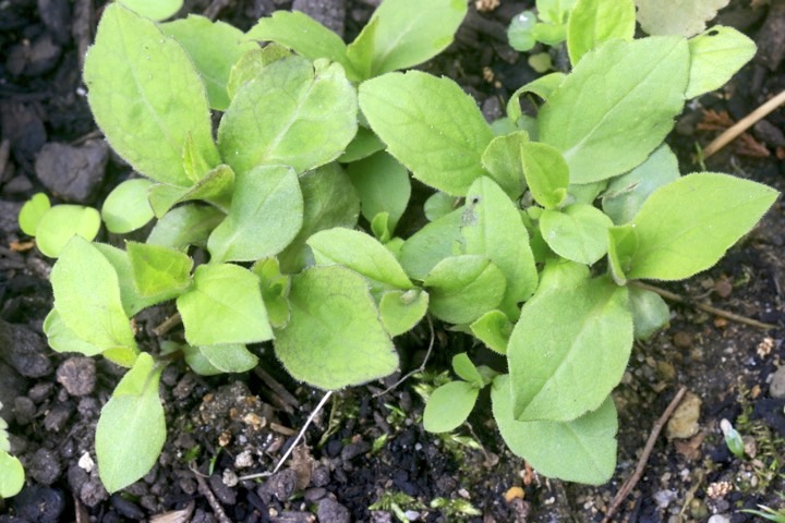 ゴマナの芽生え