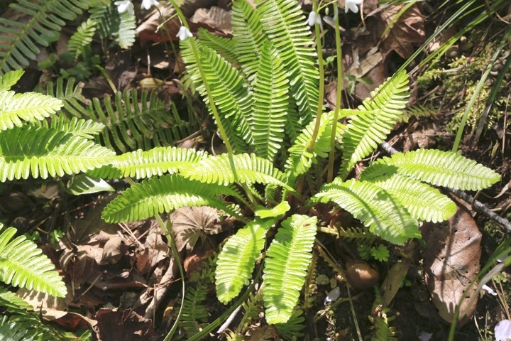 オサバグサの葉