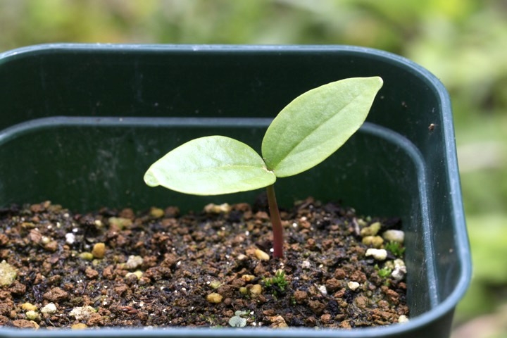 マンサクの発芽