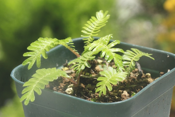 オサバグサの芽生え