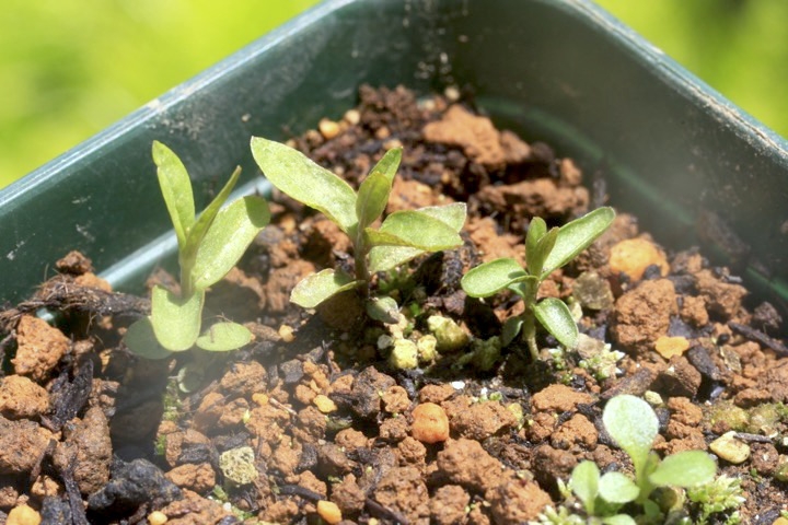 クサレダマの発芽