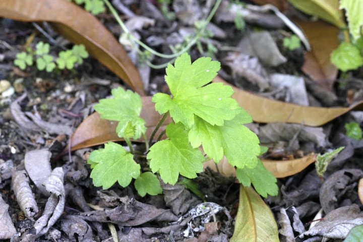 シュウメイギクの芽生え