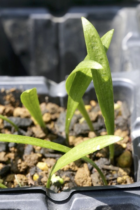 ギョウジャニンニクの発芽