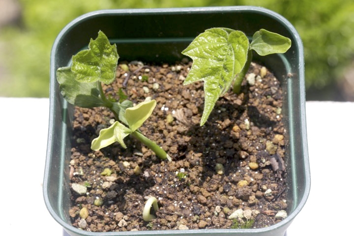 ウリノキの発芽