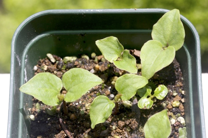 サンカクヅルの発芽