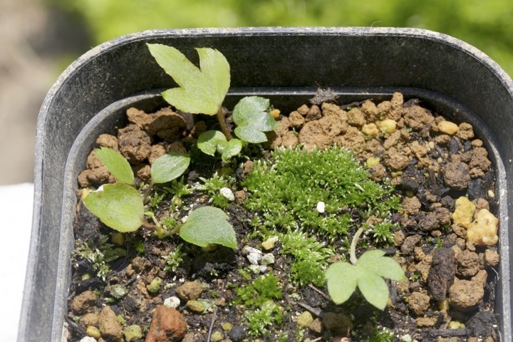 ２年目のイワヤツデ